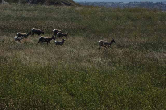 a herd of Pronghorns